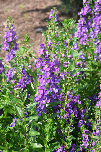 Angelonia