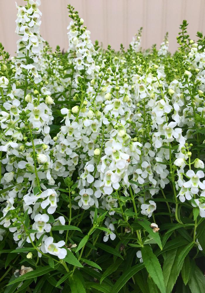 Angelonia