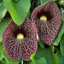 Aristolochia