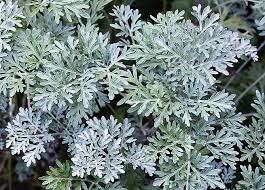 Artemisia