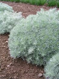 Artemisia schmidtiana