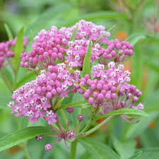 Asclepias