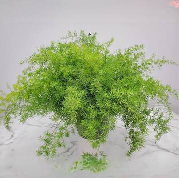 Aspargus Ferns