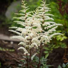 Astilbe