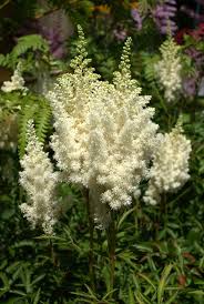 Astilbe
