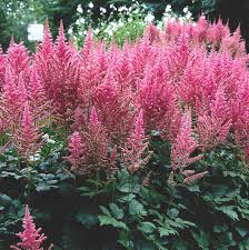 Astilbe chinenisis