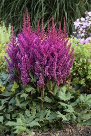 Astilbe chinenisis