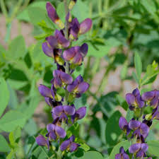 2 G  Baptisia
