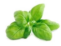 Basil