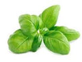 Basil
