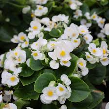 Begonias