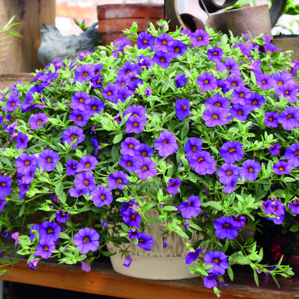 Calibrachoa