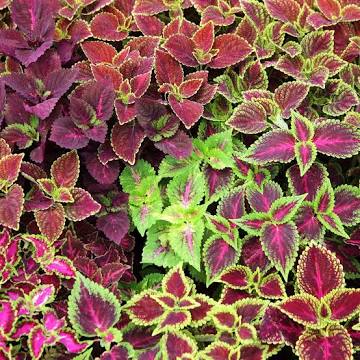 Coleus