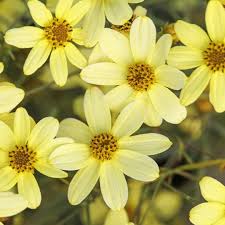 Coreopsis verticillata