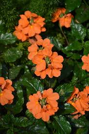 Crossandra
