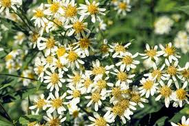 1NATV Doellingeria Umbellata