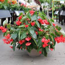 Dragon Wing Begonia