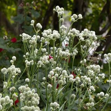 1NATV Eryngium Yuccifolium