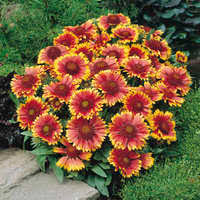 Gaillardia