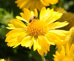 Gaillardia