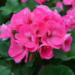 Geranium
