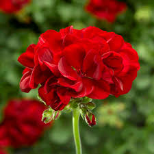 Geranium