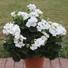 Geranium