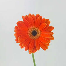Gerber Daisy