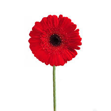 Gerber Daisy
