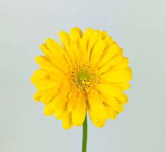 Gerber Daisy