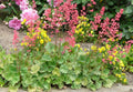 11NATV Heuchera