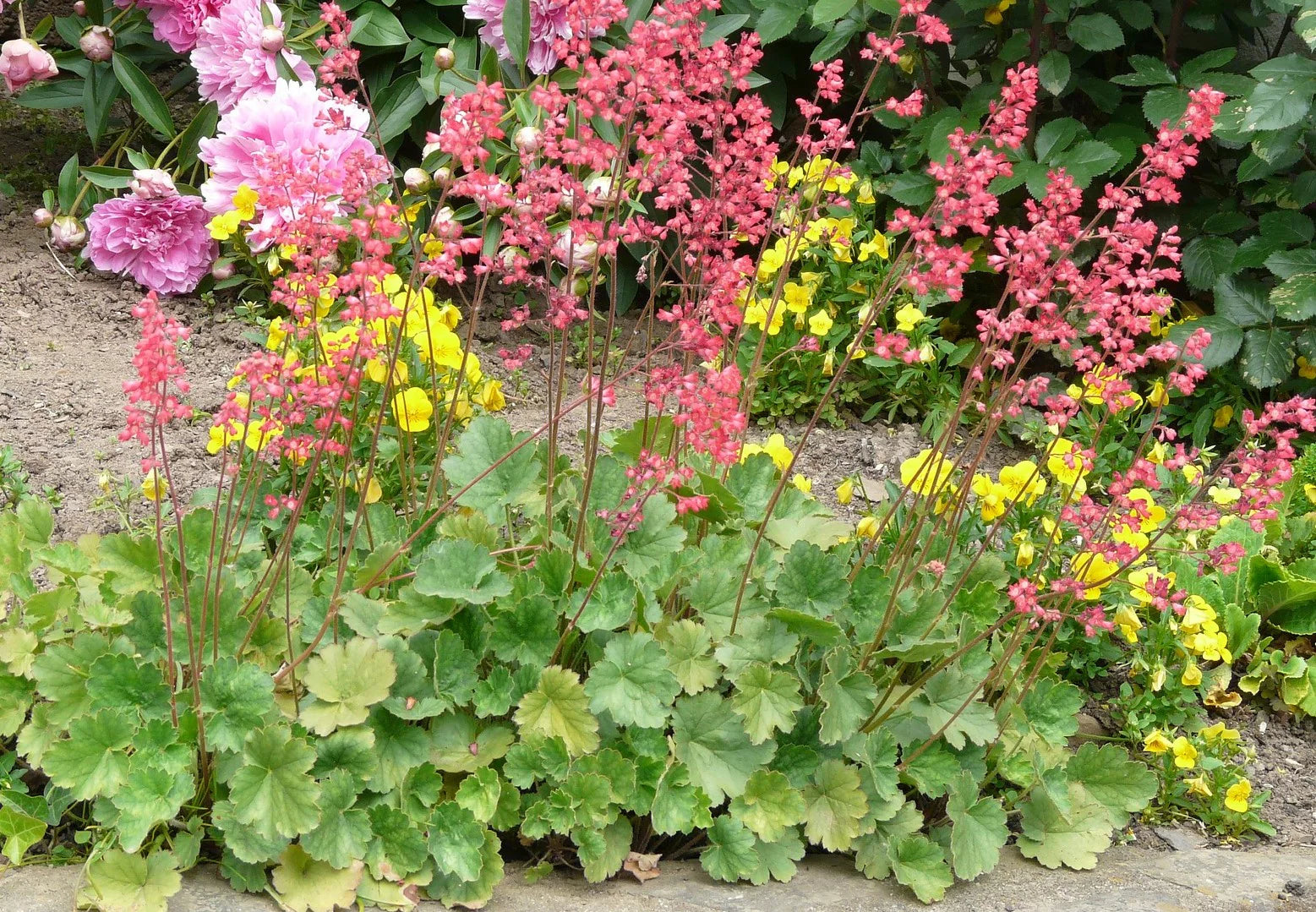 11NATV Heuchera