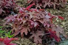 2G Heuchera
