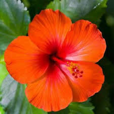 Hibiscus- 6" Pots
