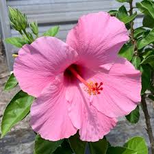 Hibiscus- 6" Pots