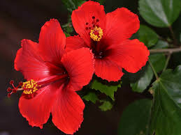 Hibiscus- 6" Pots