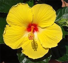 Hibiscus- 6" Pots