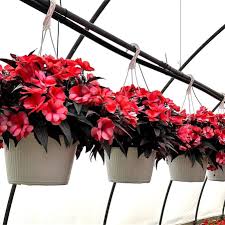 Impatiens