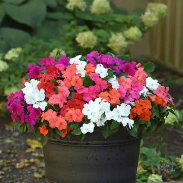 Impatiens