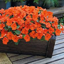 Impatiens