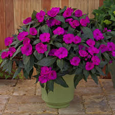 Impatiens