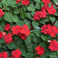 Impatiens