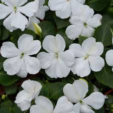 Impatiens