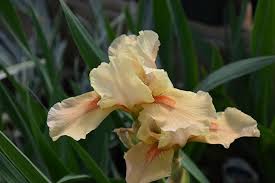 Iris-
