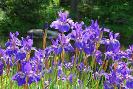 Iris-