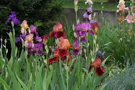 Iris-