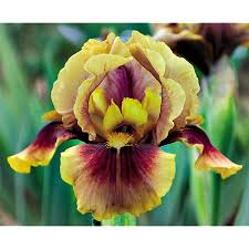 Iris-
