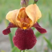 Iris-