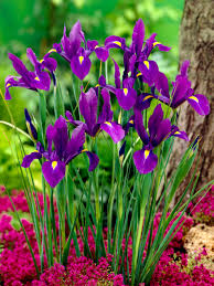 Iris-