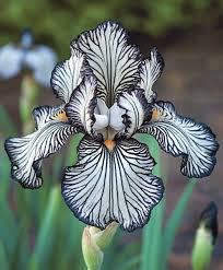 Iris-